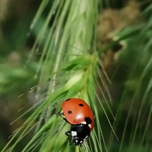 Ladybug