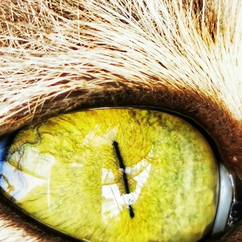 The eye of the cat