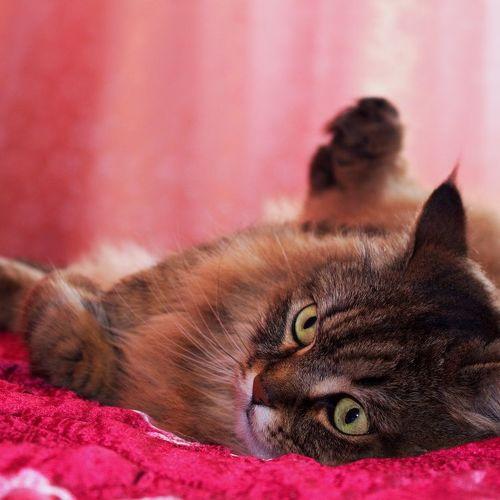 Photo #3468032
