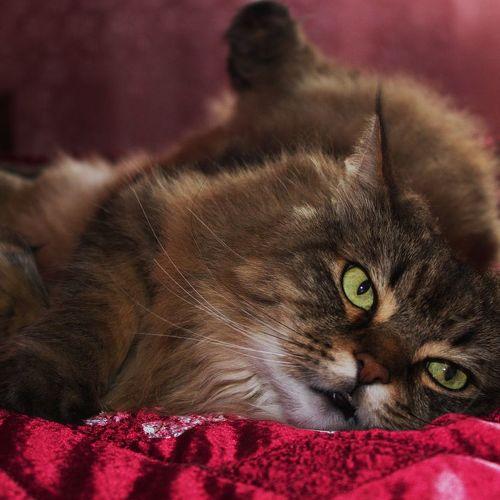 Photo #3468034