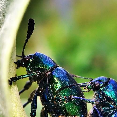 Mating Love