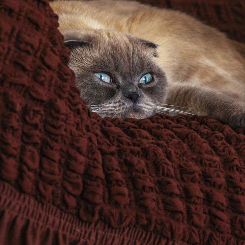 Scottish fold