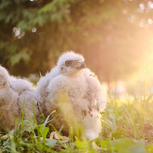 птенцы ястреба тетеревятника