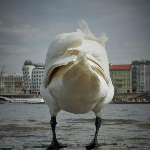 Photo #3470072