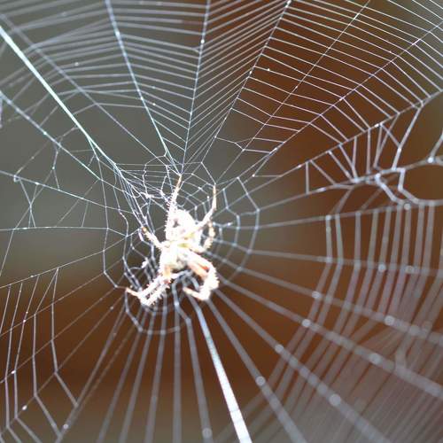 Spider in the web