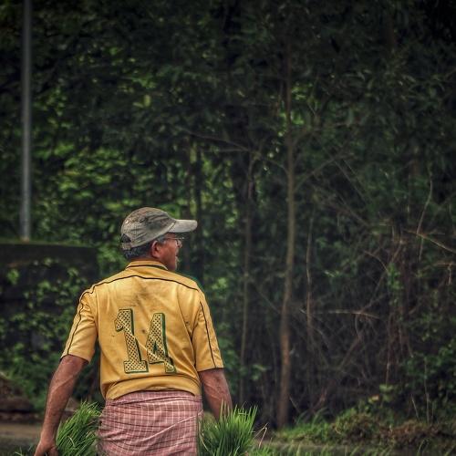 Farmer working in rice farm