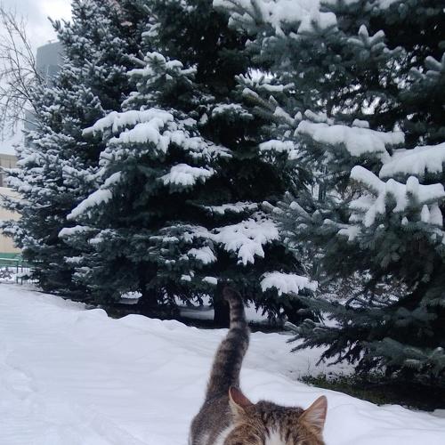 Кошка на зимней тропе