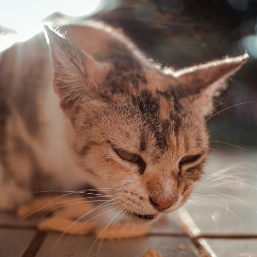 Cat eating snack