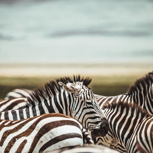Zebras