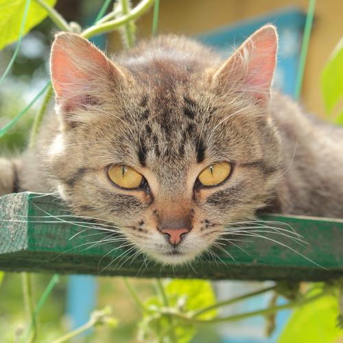 Photo #3473600