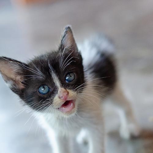 All you need is love and a cat