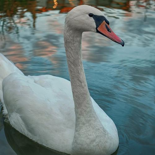 Swan