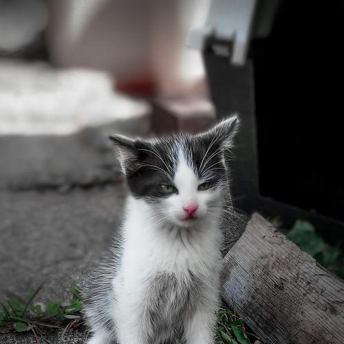 Not Impressed
