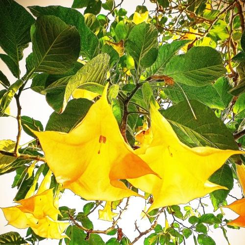 Trump flower