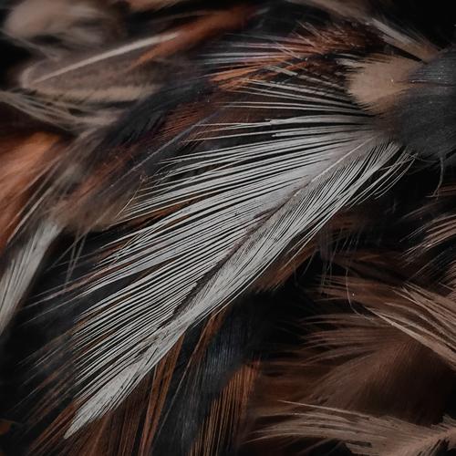 Photo #3475170