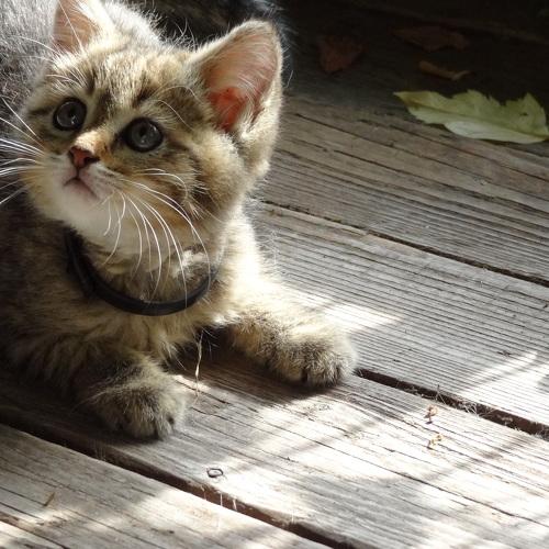 Photo #3475193