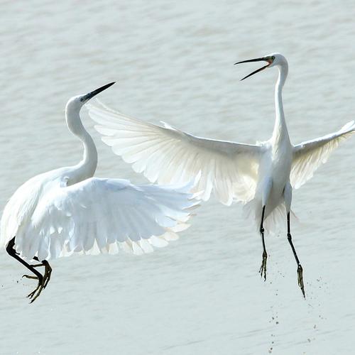 Fiying fight