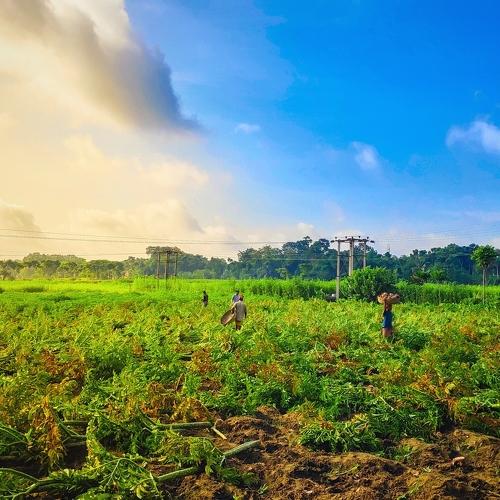Happy farmers
