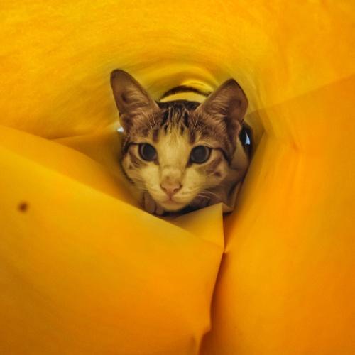 Hide and seek