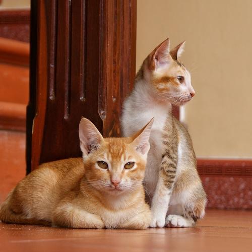 Вьетнамские котики