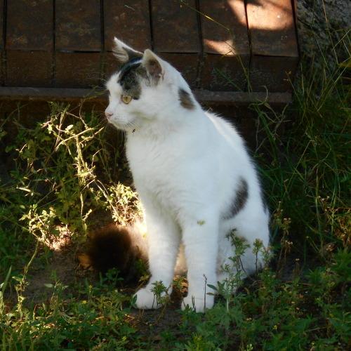 одинокий кот