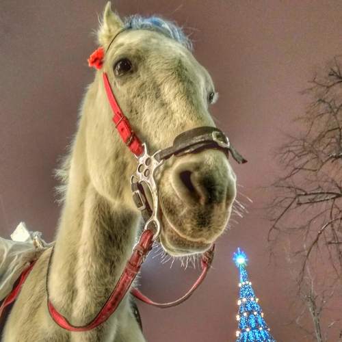 Новый год заказывали?)