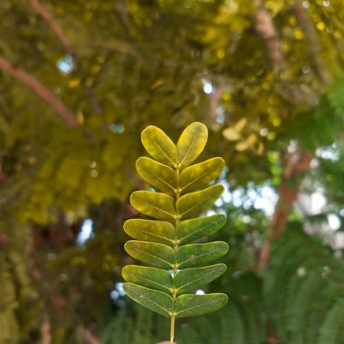 Leaf