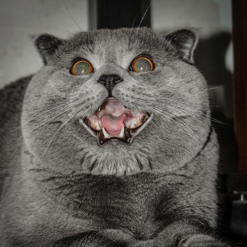 Кот открыл пасть