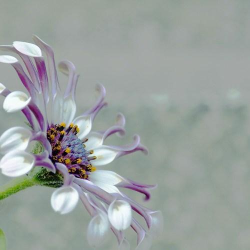 African daisy