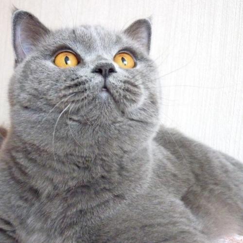 Плюшевая кошка