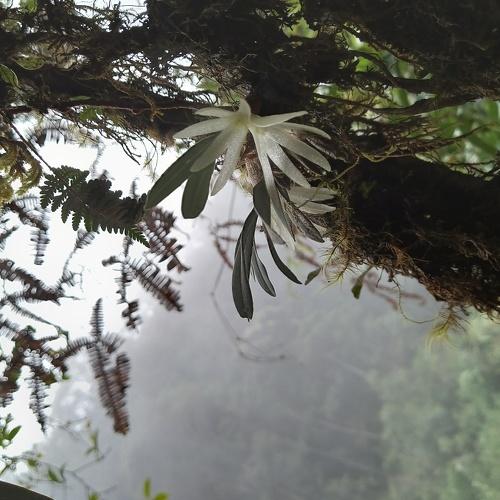 Orchid