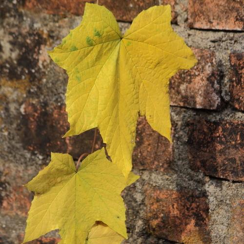 Twin leaf