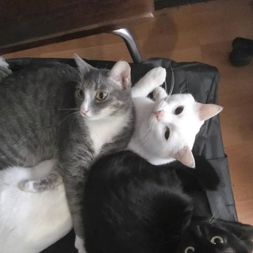 Котоцарство