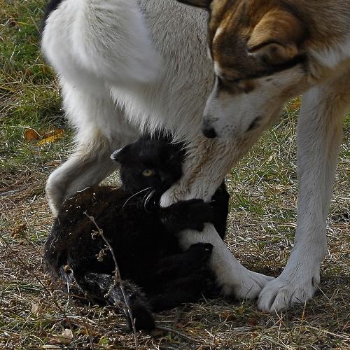 Коты никогда не сдаются!!!