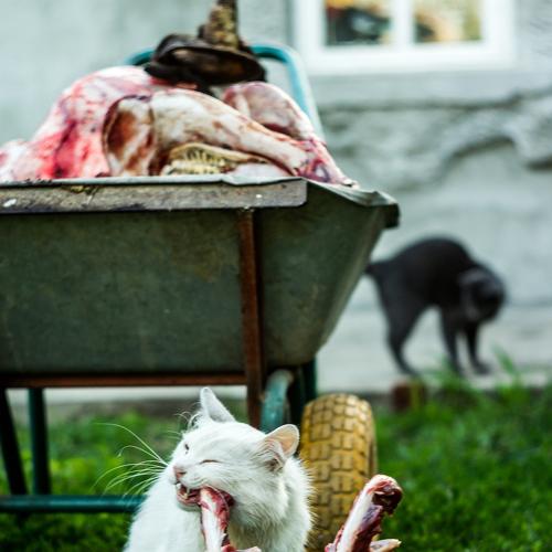 Photo #3481088