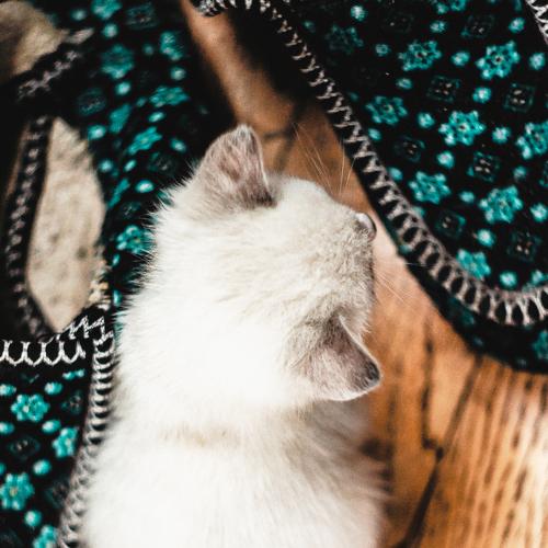 Photo #3481100