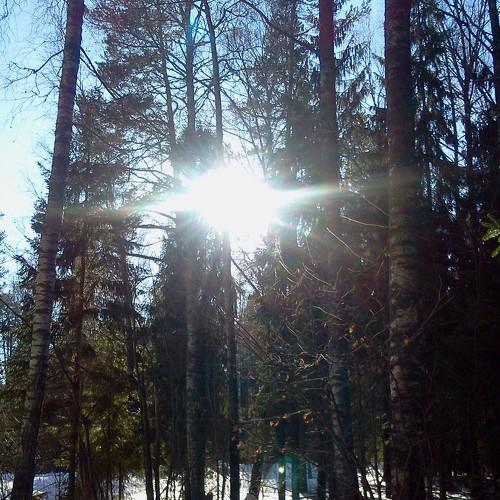 Рассвет в лесу