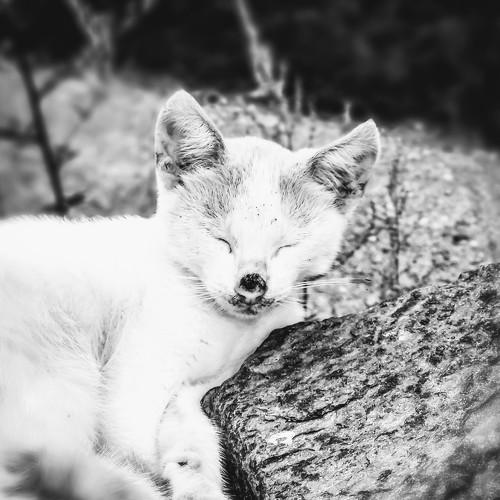Little cut B&W