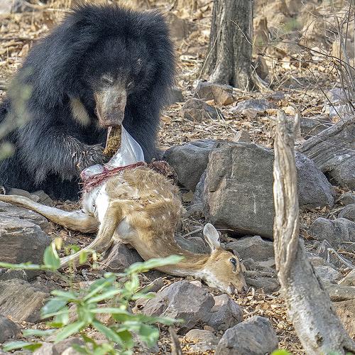 Rare documentation Sloth bear eating spotted deer
