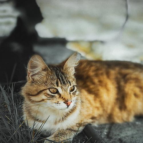 Photo #3483181