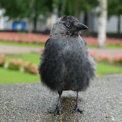 Галчонок