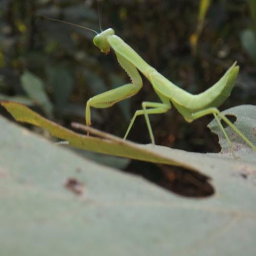 Grasshopper