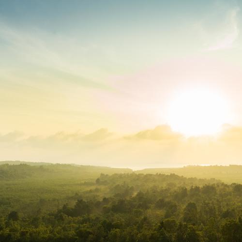 Forest Sunrise