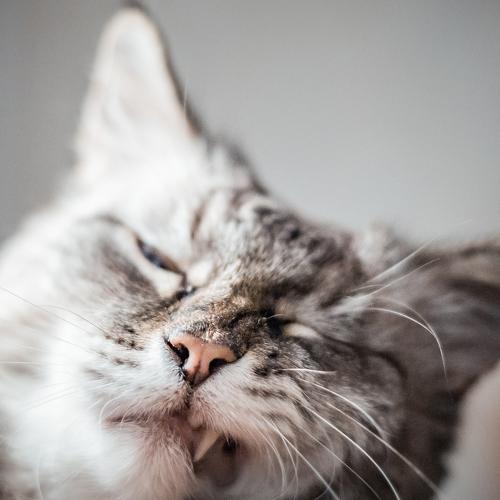 Sleeping cat