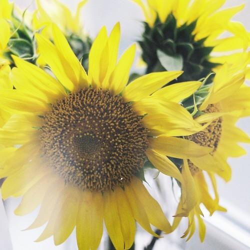 Sunflower.