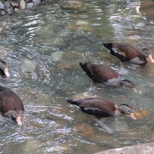 patos silvestres