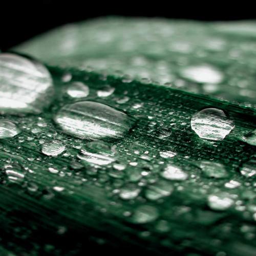Morning dew