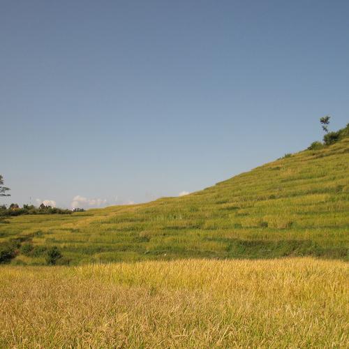 Terrain