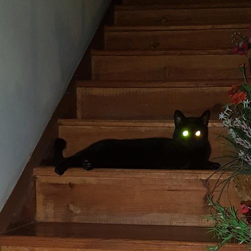 Ночной дозор
