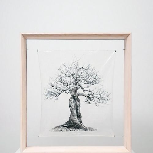 transparenTrees